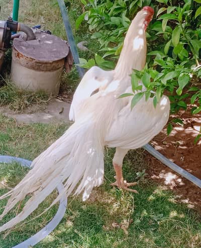Indian parrot beak original pair breeder peperwhite male pila female