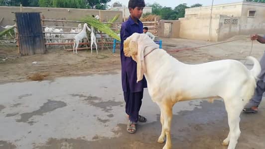 Qurbani lagne wala Rajanpuri Gulabi Bakra for sale/-03246711890