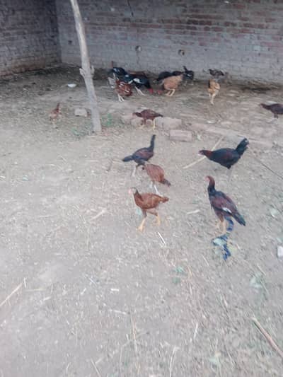 Aseel pthay and pthean for sale