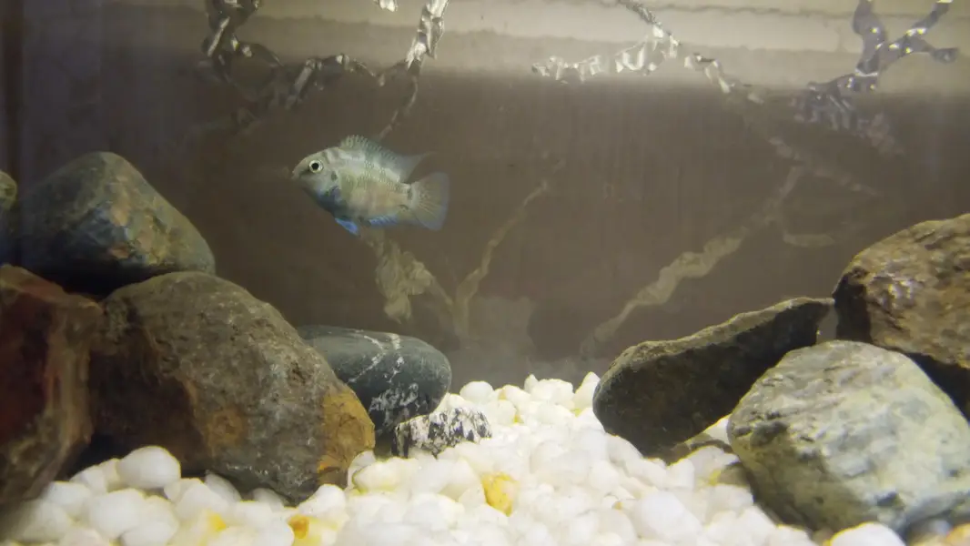 polar blue parrot fish breeding pair
