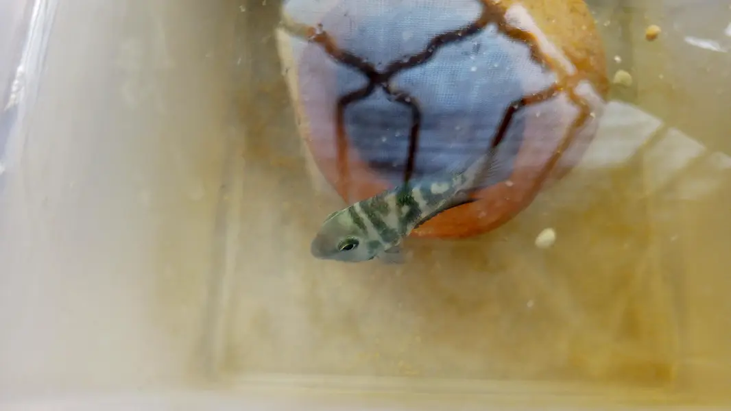 polar blue parrot fish breeding pair — photo 2