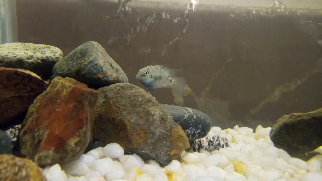 polar blue parrot fish breeding pair — photo 3