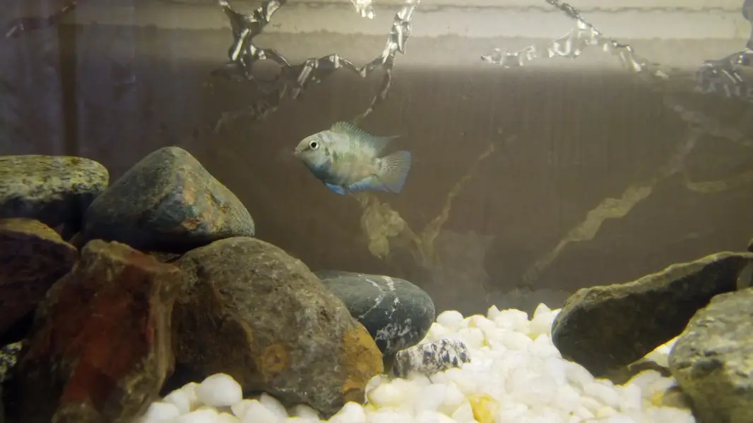 polar blue parrot fish breeding pair — photo 4