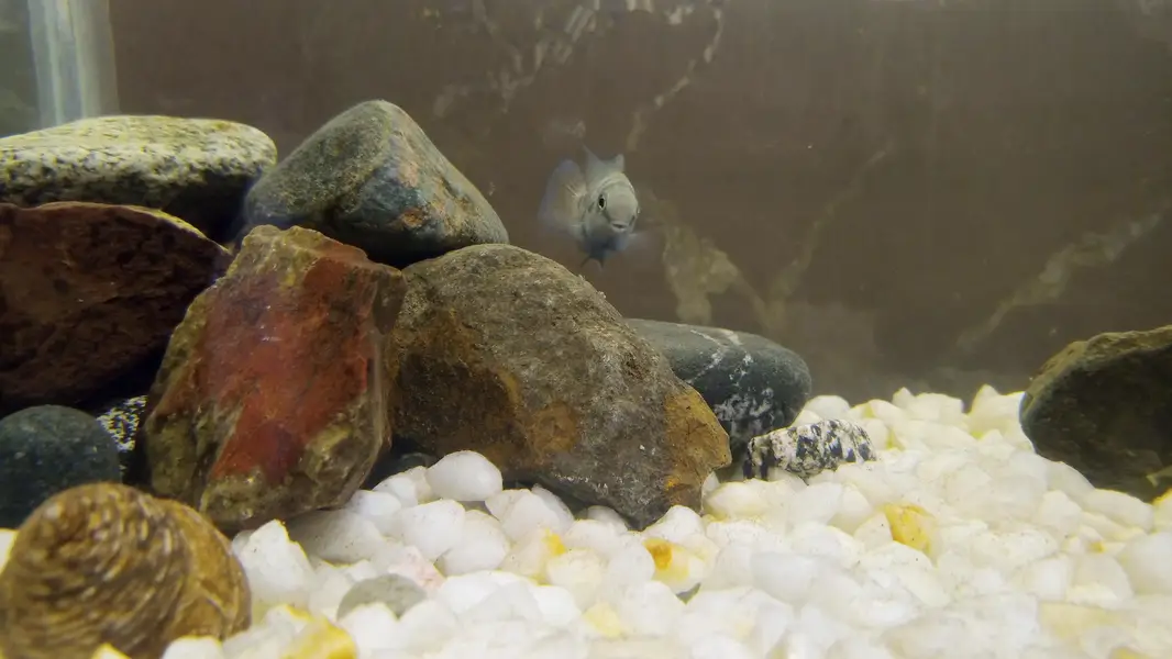 polar blue parrot fish breeding pair — photo 5