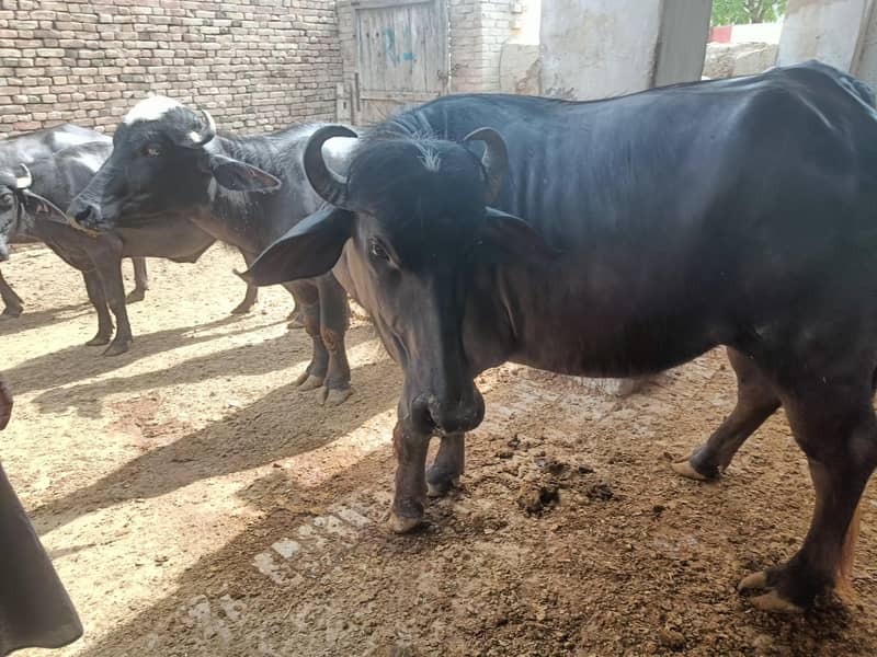 cow  0