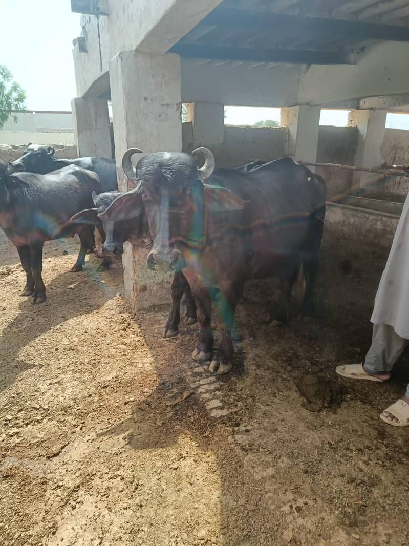 cow  1