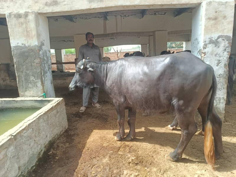 cow  2