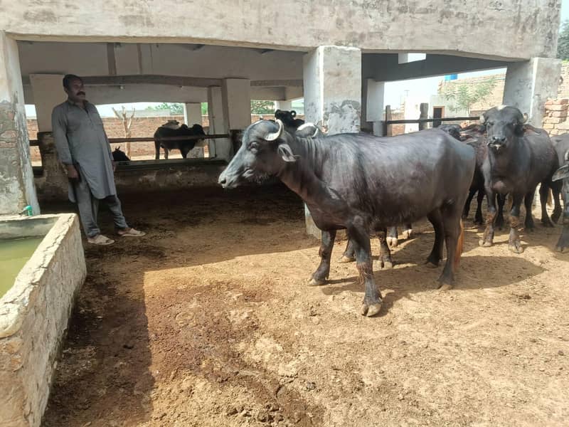 cow  3