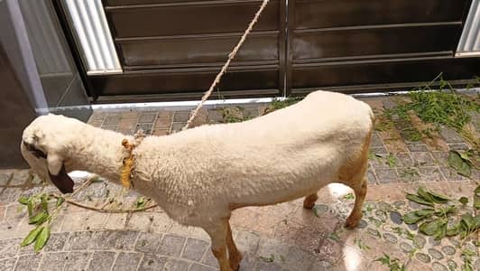 white goat