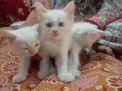 persian