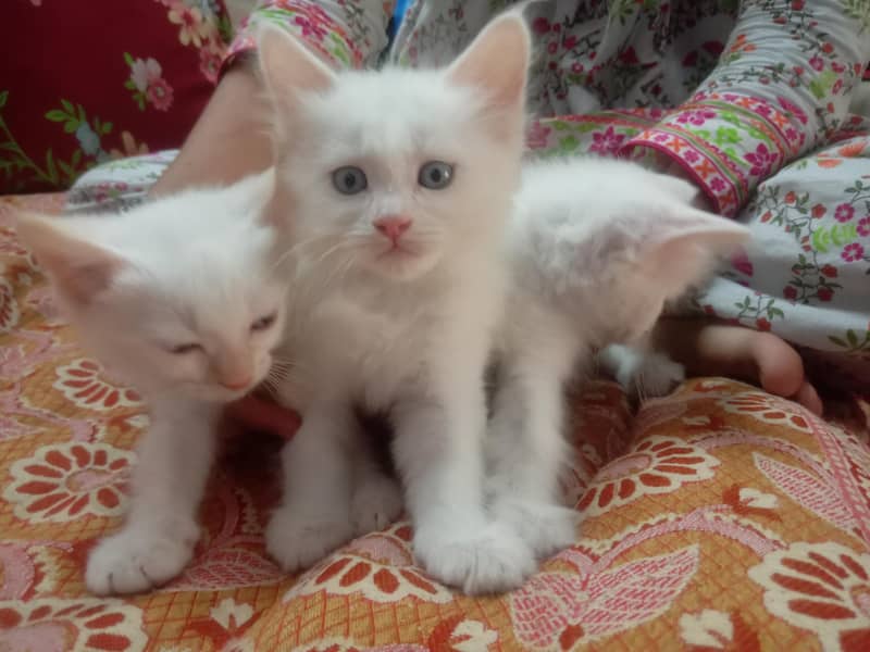 persian 0