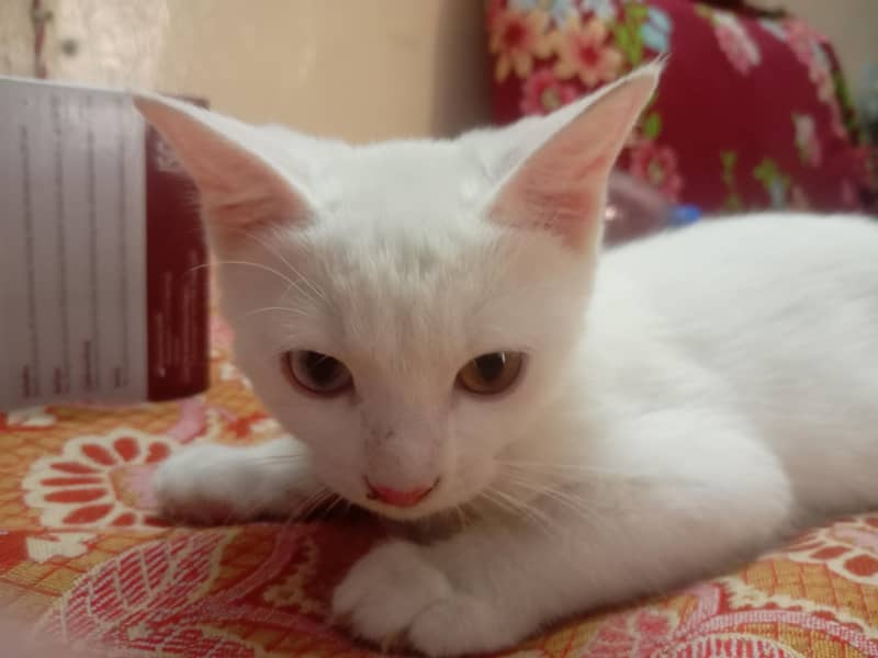 persian 1