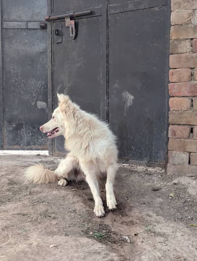 Russian dog , dog lovers ,breed, cute dogs, white dogs,dogs