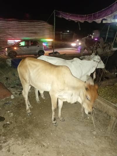 4 cows for sale