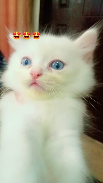 Kitten in pair Persian