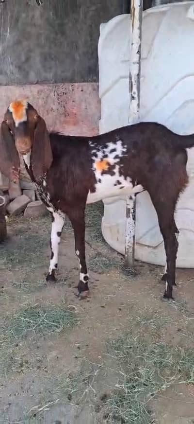 2 bakray jori hay