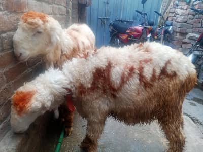 Qurbani ka chatra.