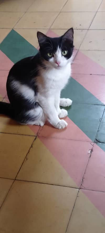 meenu