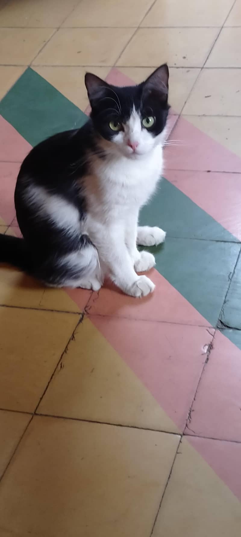 cat for sell 0