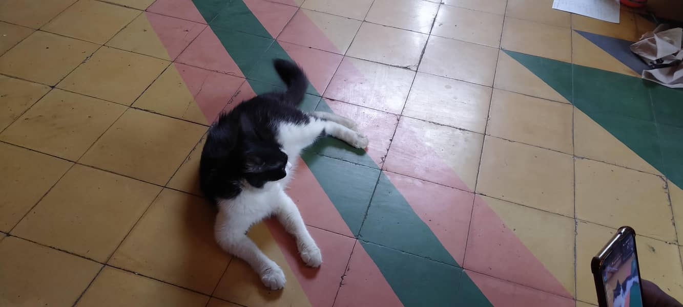 cat for sell 1