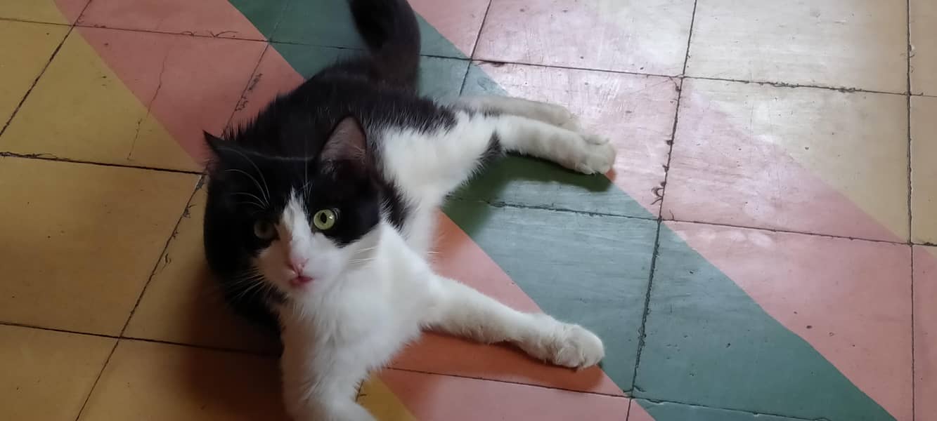 cat for sell 2