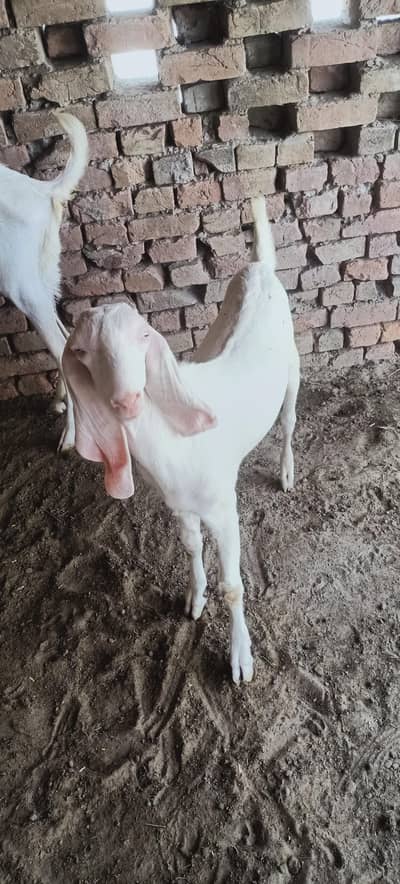 Beautiful Buck for sale