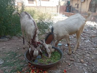 for Qurbani, Ghar ki pali hwe,