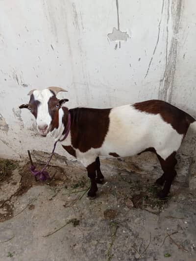 Beautiful Rare Breed Male Goat