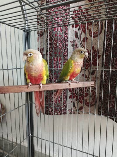 Pineapple Cnoure Breeder Pair for Sale