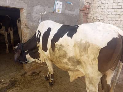 Qurbani Ky Liye Bachara For Sale