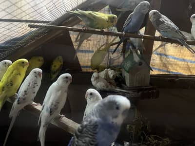 Austrailian budgies pair