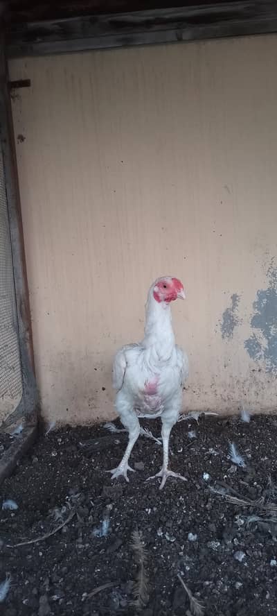paper white Heera female