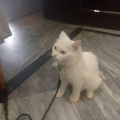 for sale cat urgently sale