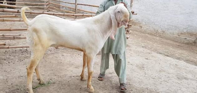 Qurbani lagne wala Rajanpuri Gulabi Bakra for sale/-03246711890