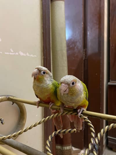 Hand Tame Pineapple conure Pair