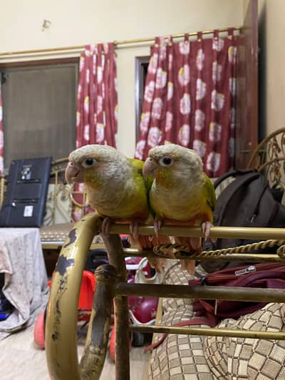 Hand Tame Pineapple conure Pair