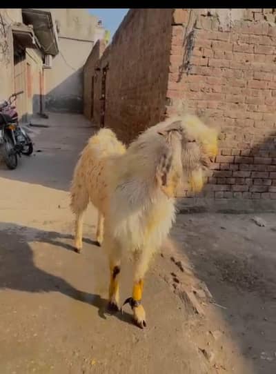 qurbani ka Bakra live weight 90kg