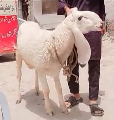 2chatry | sheep | Goat | Qurbani 2026