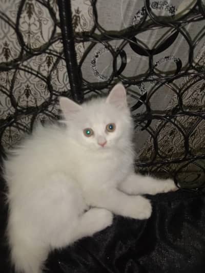 persian 3rpl coted  pair littr traind fuly act8v and healthy