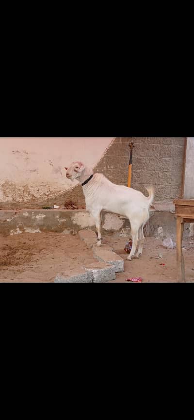 Gulabi breeder Male