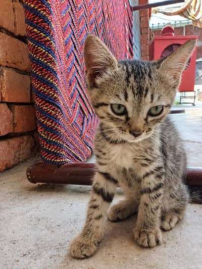 male cat double cod  for sale