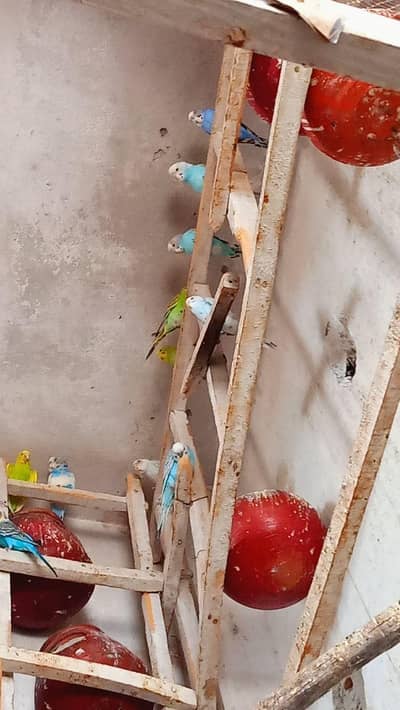 Australian parrot
