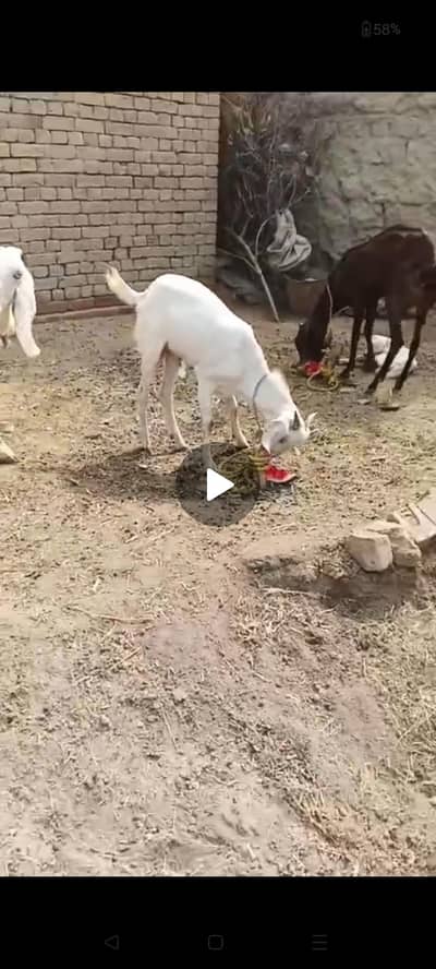 Taidi white Bakra For sell Qurbani