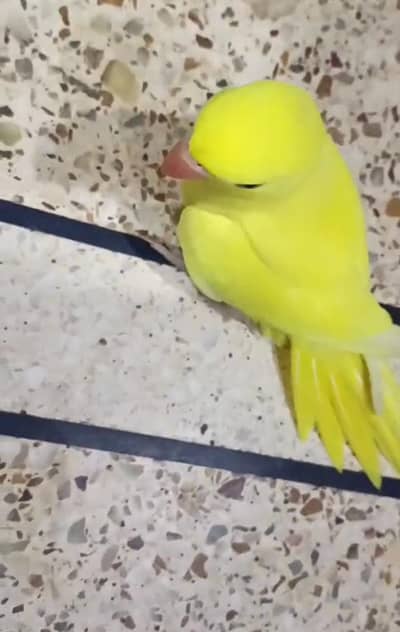 parrot female