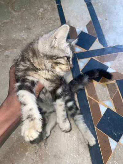 Persian kittens for sale 45 days age No 03126548486