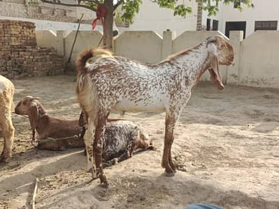 Qurbani waly Bakery For Sale