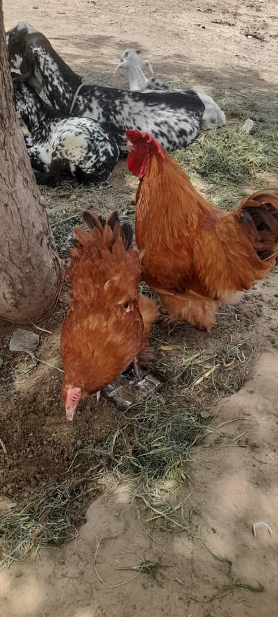 Golden heavy buff for sale young and active