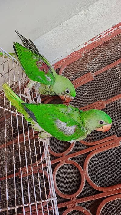 Baby Raw Parrot Pair