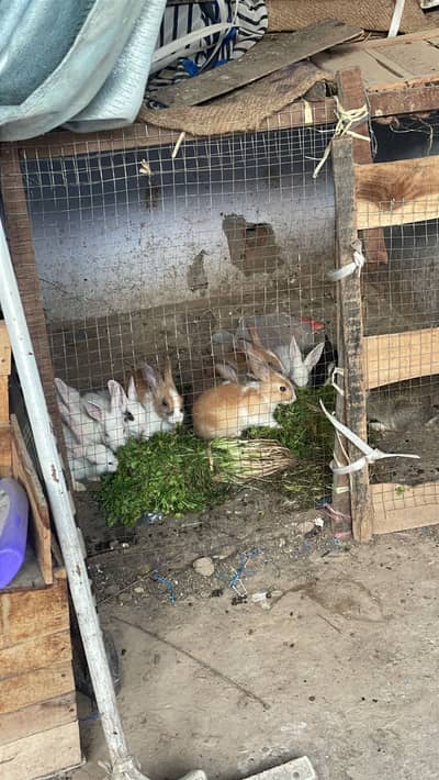 High quality rabbit