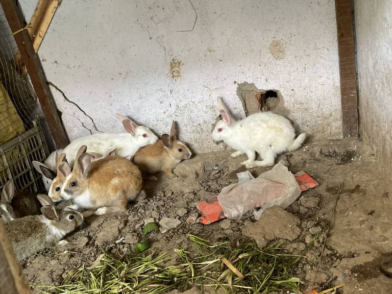 High quality rabbit 1